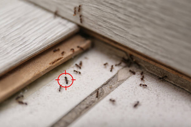 Best Local Pest Control Services  in Langston, OK