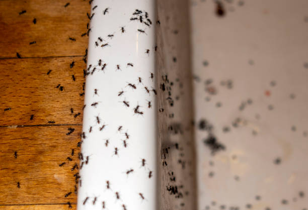 Best Cockroach Control Services  in Langston, OK