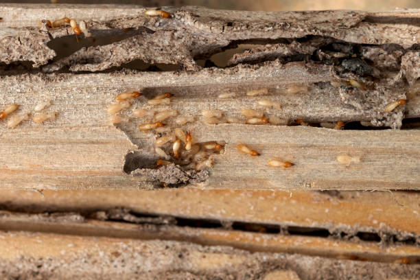 Best Residential Pest Control  in Langston, OK